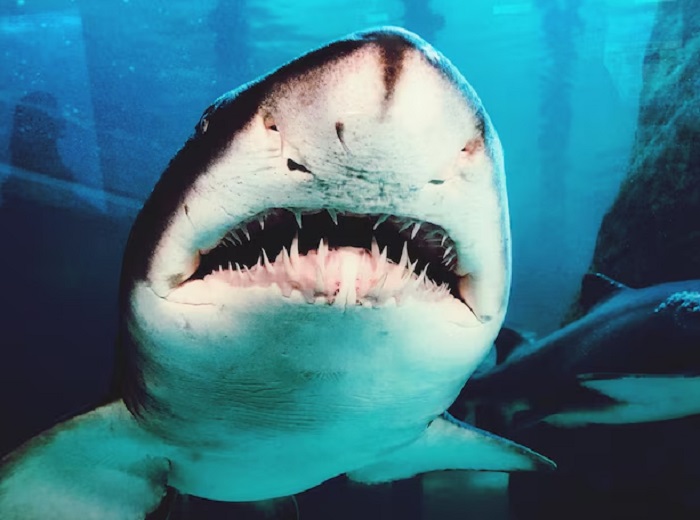 Картинки-животных-страница-т-05