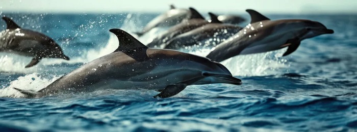 Картинки-животных-страница-т-08