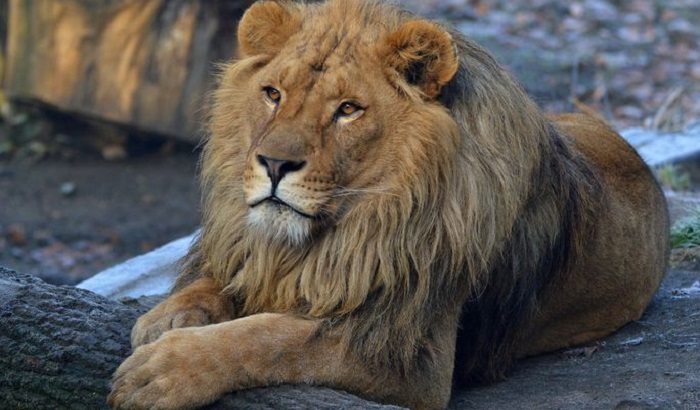 Картинки-животных-страница-т-09