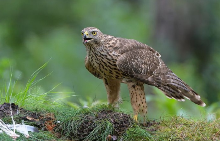 Картинки-животных-страница-у-01