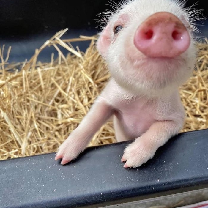 Картинки-животных-страница-у-10