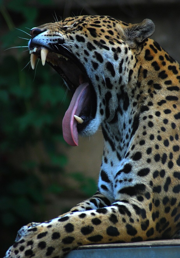 Картинки-животных-страница-у-03