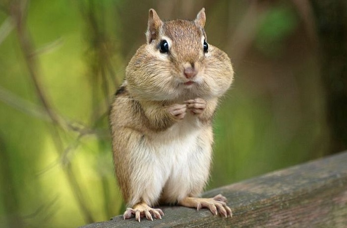 Картинки-животных-страница-у-04