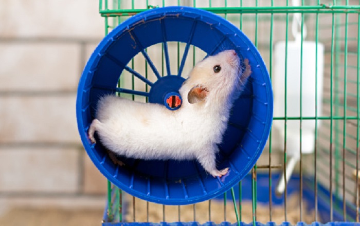 Картинки-животных-страница-у-05