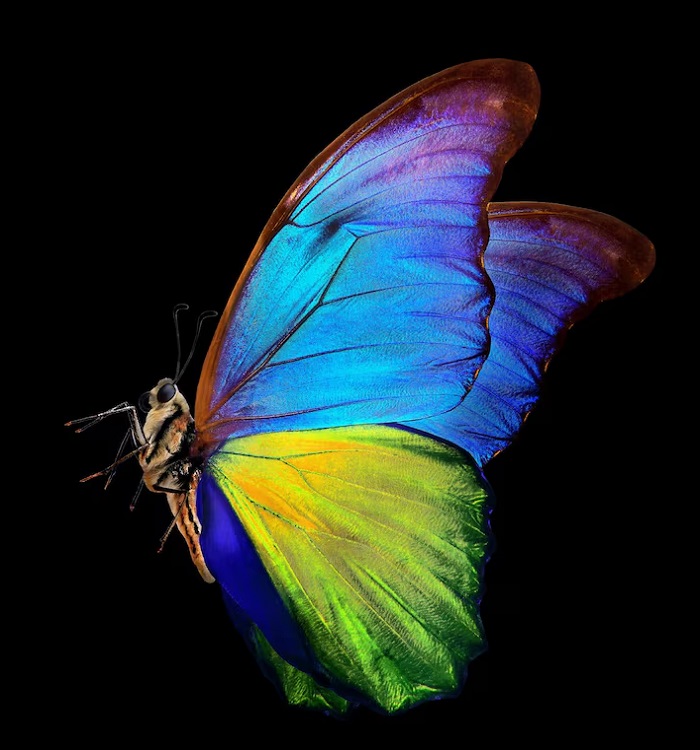 Картинки-животных-страница-у-06