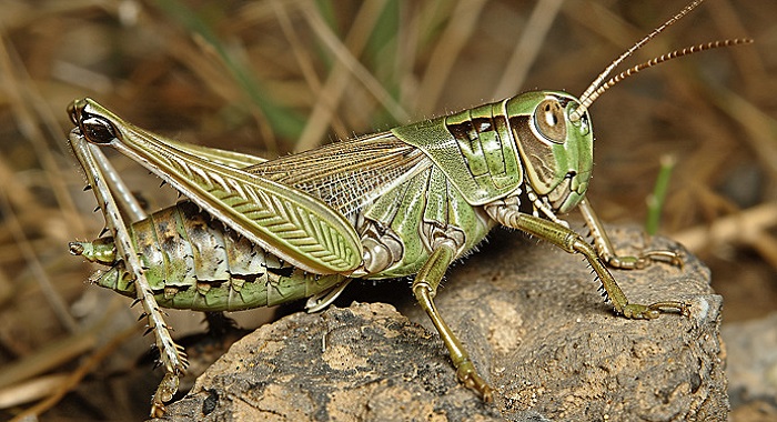 Картинки-животных-страница-у-07