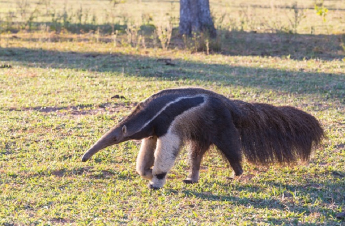 Картинки-животных-страница-у-08