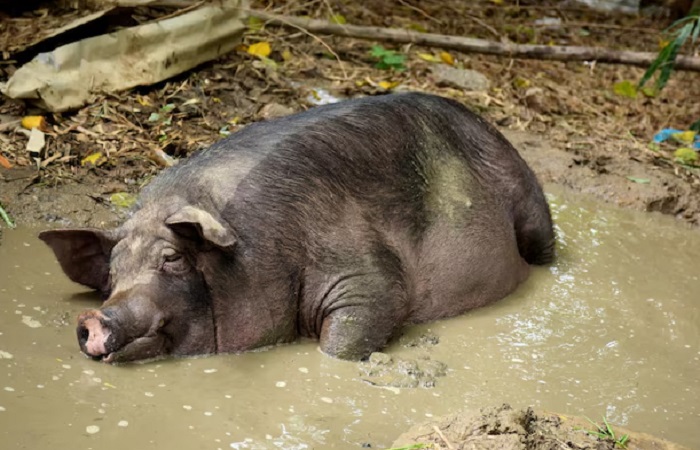 Картинки-животных-страница-у-09