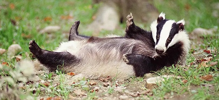 Картинки-животных-страница-ф-01 Картинки-животных-страница-ф-01