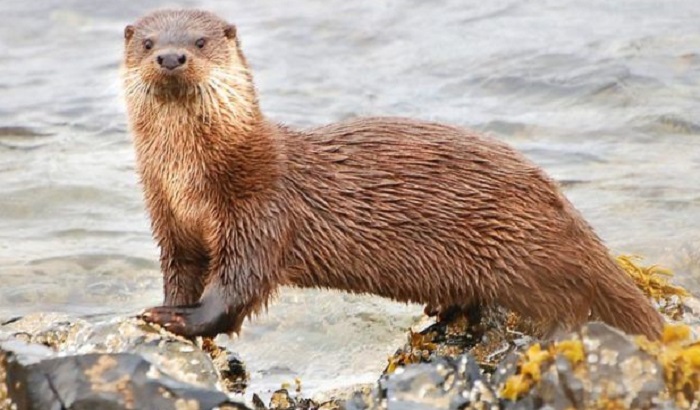 Картинки-животных-страница-ф-10 Картинки-животных-страница-ф-10