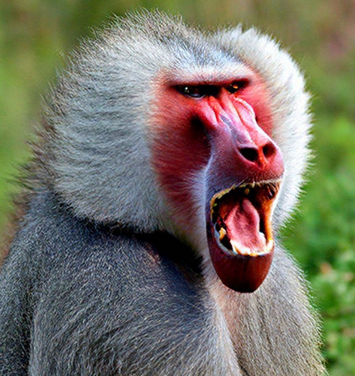 Картинки-животных-страница-ф-04 Картинки-животных-страница-ф-04