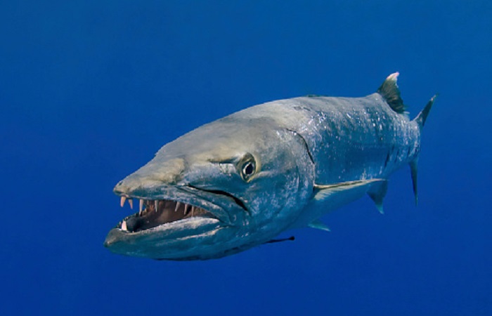 Картинки-животных-страница-ф-05 Картинки-животных-страница-ф-05