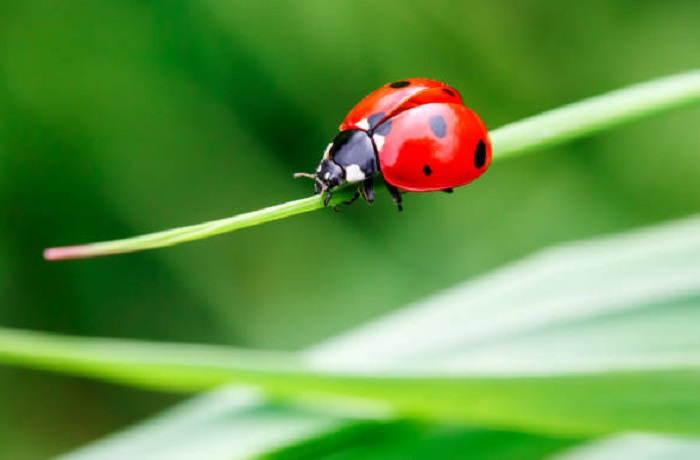 Картинки-животных-страница-ф-07 Картинки-животных-страница-ф-07