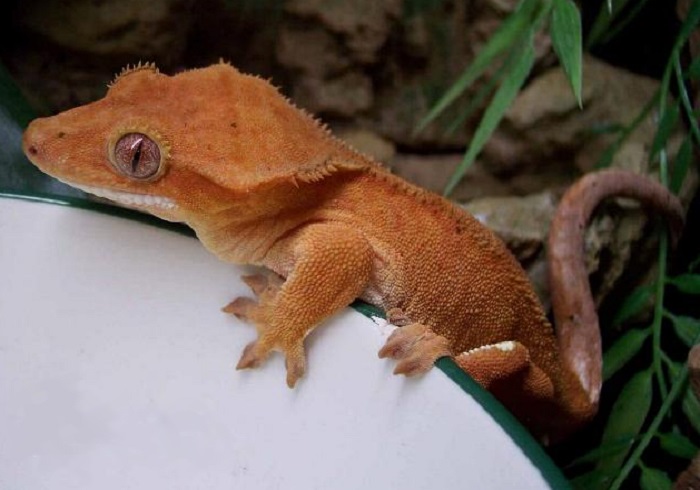 Картинки-животных-страница-ф-08 Картинки-животных-страница-ф-08