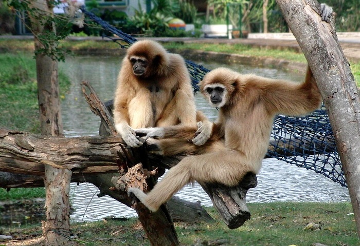 Картинки-животных-страница-ф-09 Картинки-животных-страница-ф-09