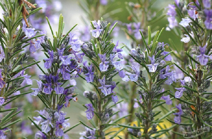 Крымский-розмарин-02 Крымский-розмарин-02