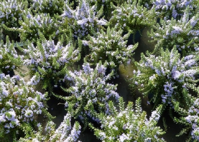 Крымский-розмарин-03 Крымский-розмарин-03