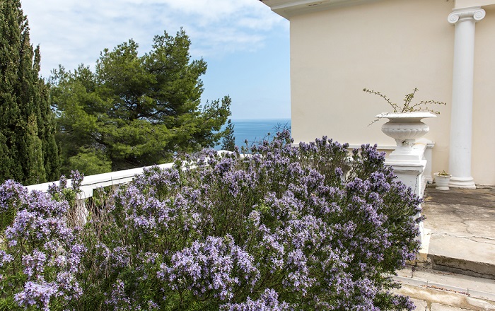 Крымский-розмарин-04 Крымский-розмарин-04