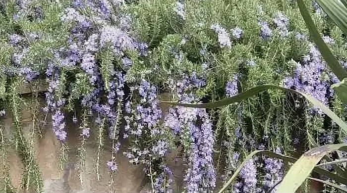 Крымский-розмарин-05 Крымский-розмарин-05