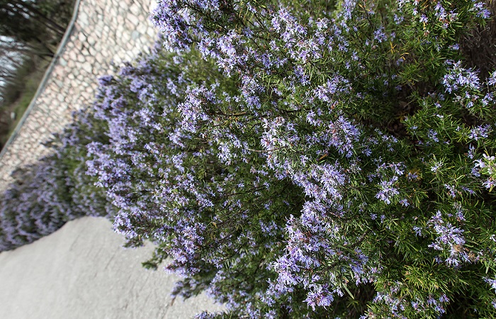 Крымский-розмарин-06 Крымский-розмарин-06