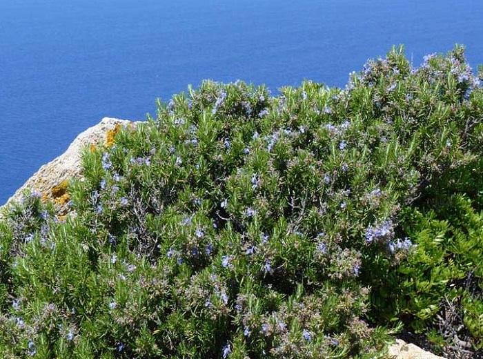 Крымский-розмарин-07 Крымский-розмарин-07