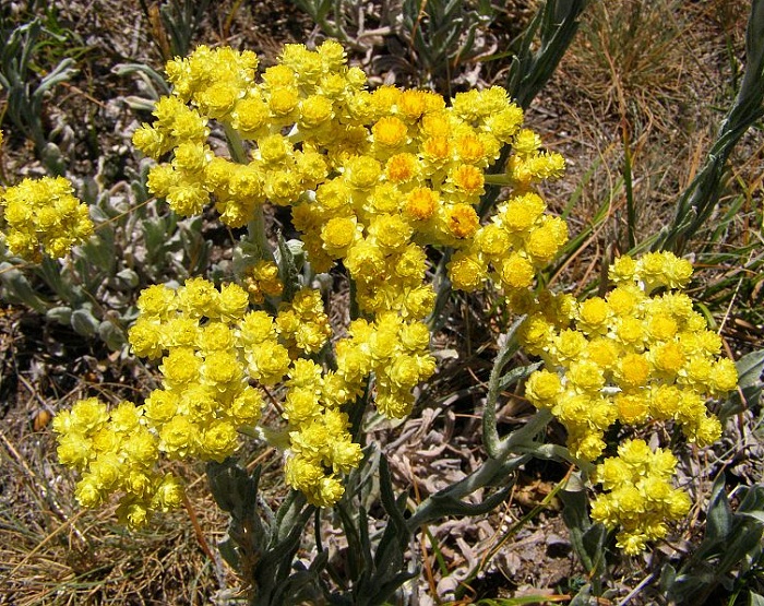 Крымский-бессмертник-01