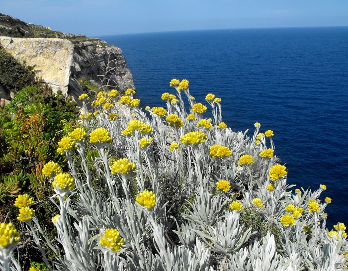 Крымский-бессмертник-02