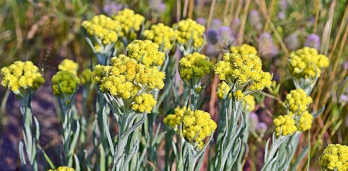 Крымский-бессмертник-03