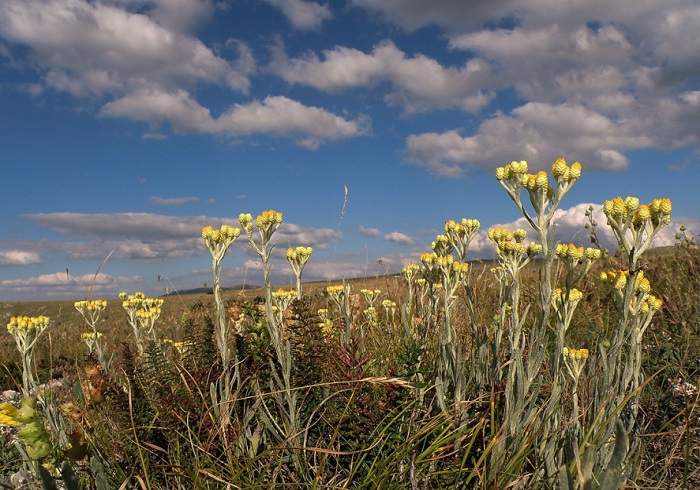 Крымский-бессмертник-04