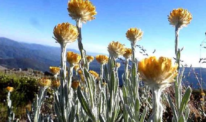 Крымский-бессмертник-05