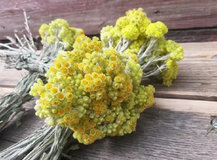 Крымский-бессмертник-06