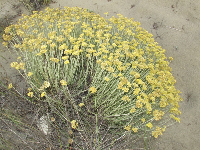 Крымский-бессмертник-07