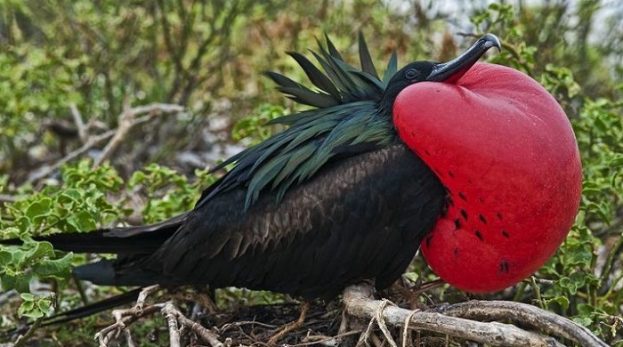 Картинки-животных-страница-х-10