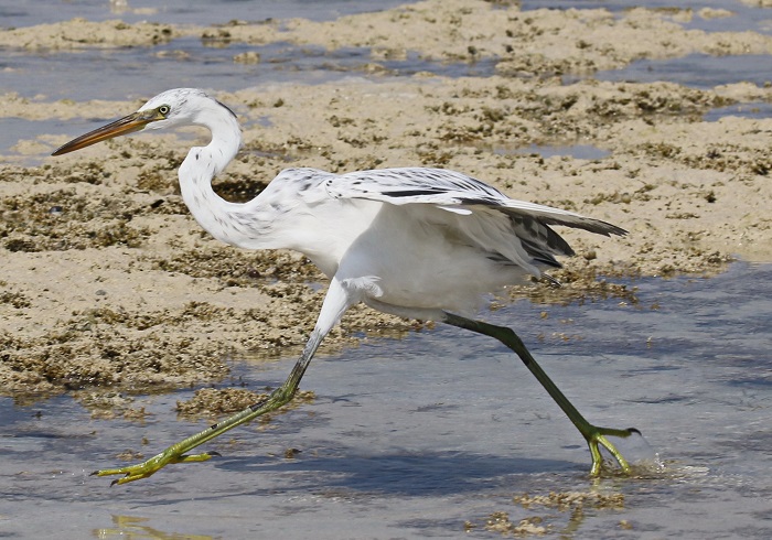 Картинки-животных-страница-х-03