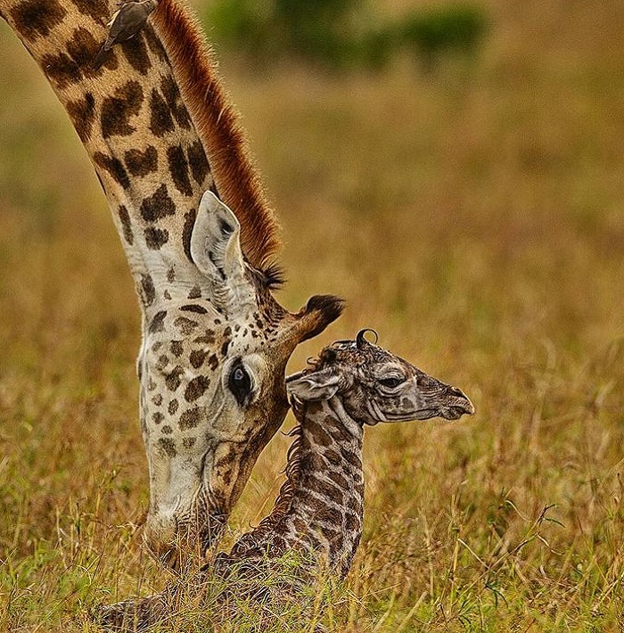 Картинки-животных-страница-х-04