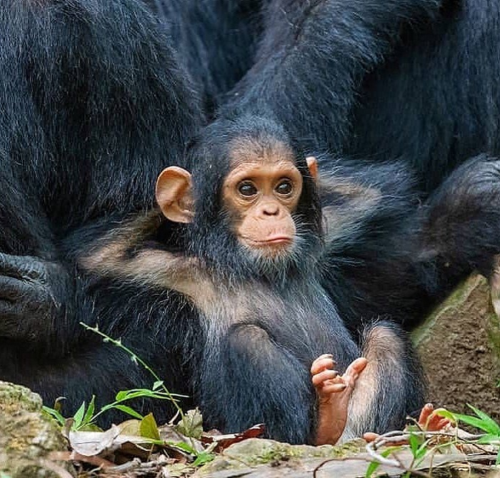 Картинки-животных-страница-х-05