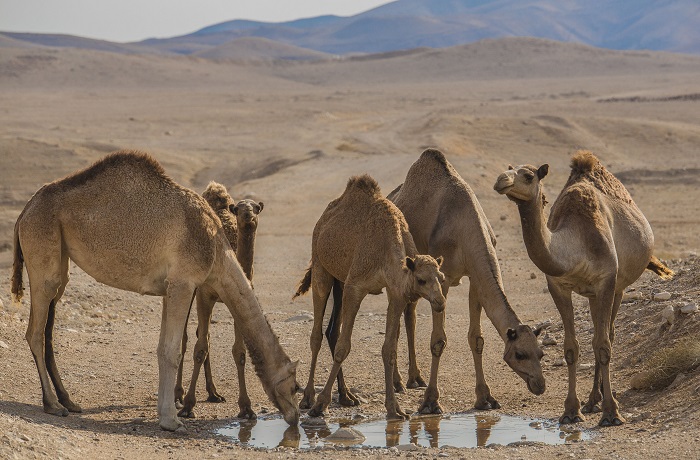 Картинки-животных-страница-х-07