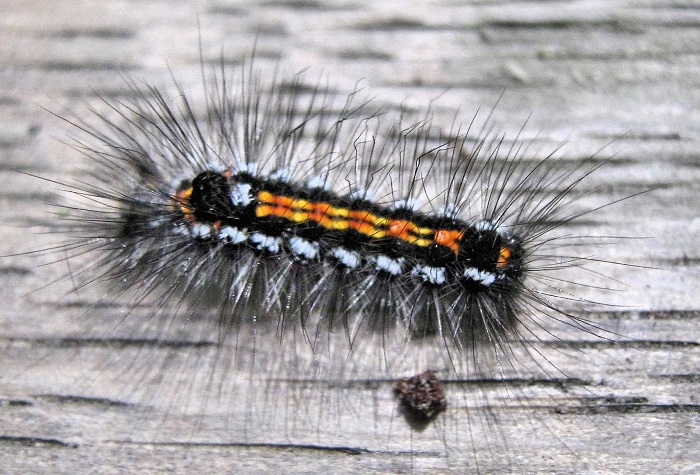 Картинки-животных-страница-х-08