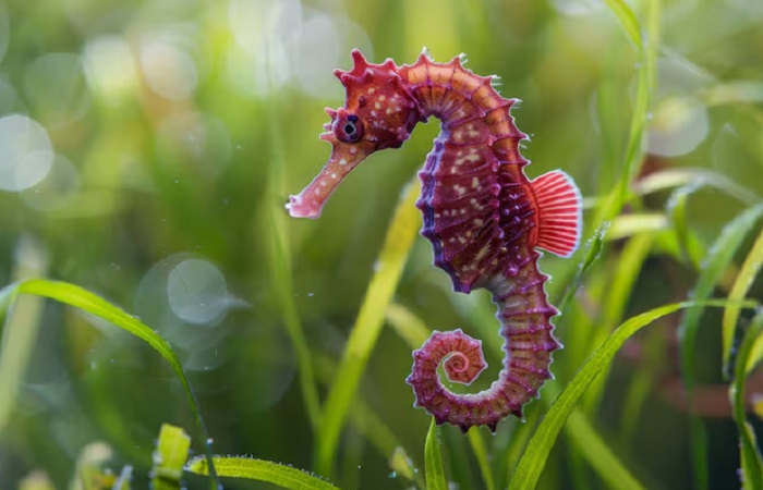 Картинки-животных-страница-ц-01