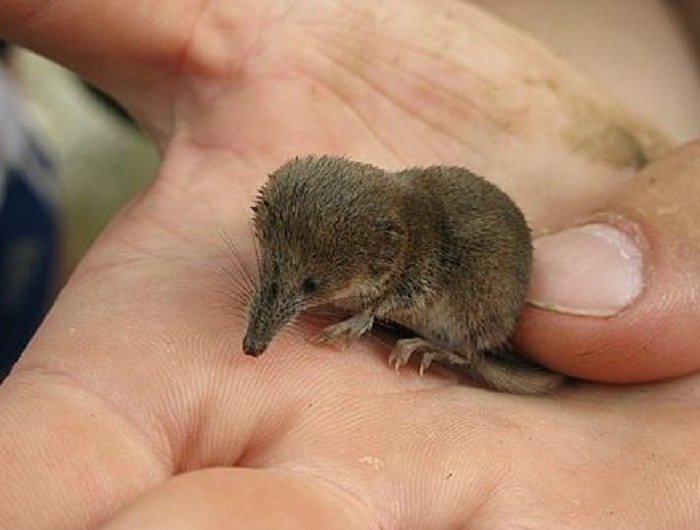 Картинки-животных-страница-ц-10