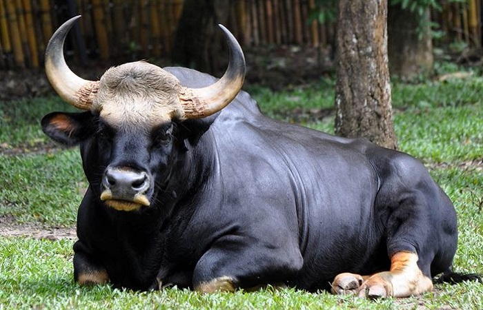 Картинки-животных-страница-ц-02