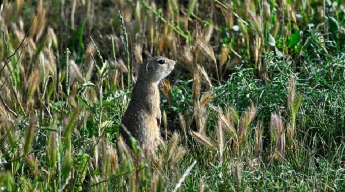 Картинки-животных-страница-ц-05