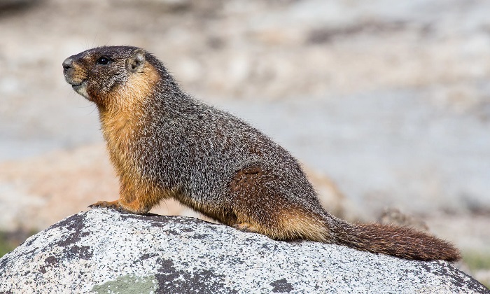 Картинки-животных-страница-ц-06