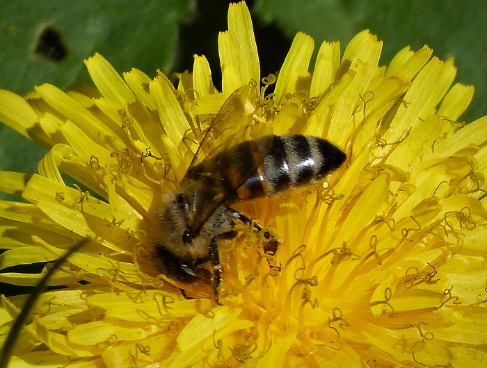 Картинки-животных-страница-ц-08