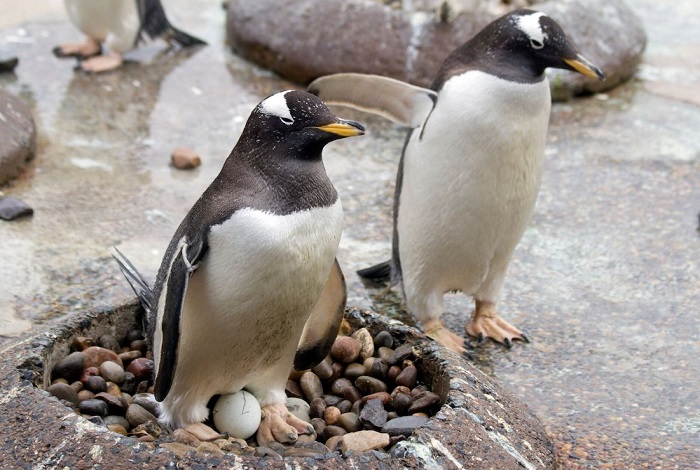 Картинки-животных-страница-ц-09