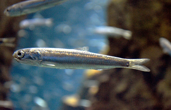 Картинки-животных-страница-ч-01