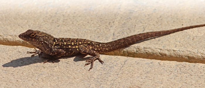 Картинки-животных-страница-ч-10