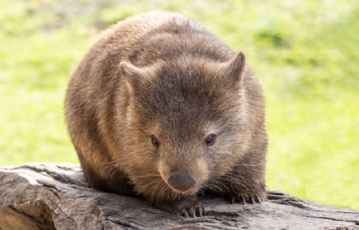 Картинки-животных-страница-ч-04