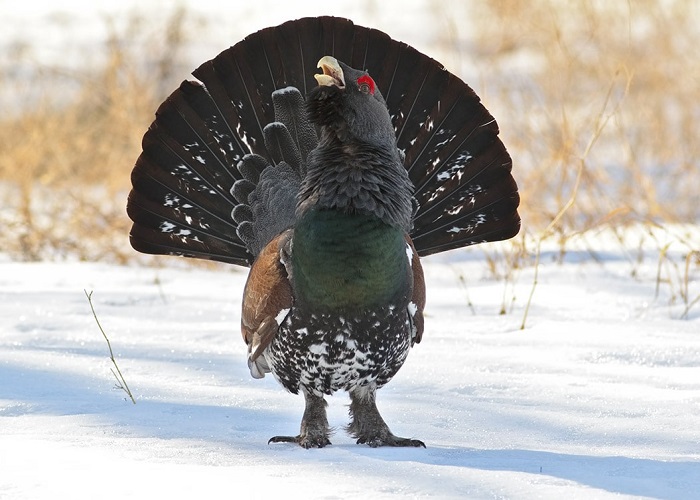 Картинки-животных-страница-ч-05