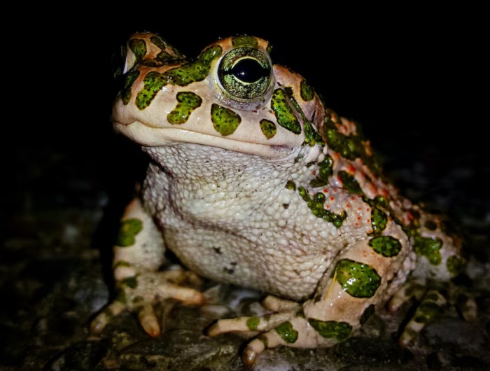 Картинки-животных-страница-ч-06